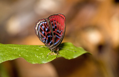 Paralaxita damajanti