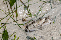 Macrophthalmus