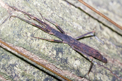 Asceles margaritatus