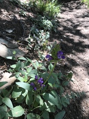 Prunella grandiflora