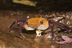 Geosesarma danumense