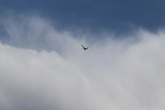 Corvus corax sinuatus