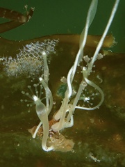 Hydrocoryne bodegensis