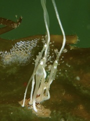 Hydrocoryne bodegensis