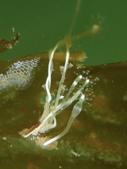 Hydrocoryne bodegensis