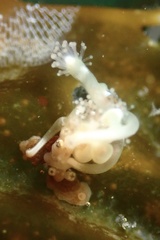 Hydrocoryne bodegensis