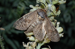 Cossus cossus