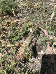 Oxytropis pilosa