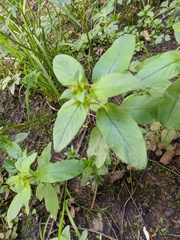 Epilobium roseum