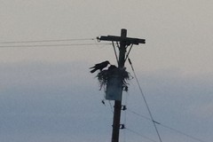 Corvus corax sinuatus