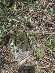 Telephium imperati