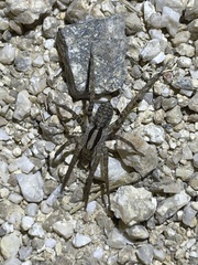Camptocosa parallela