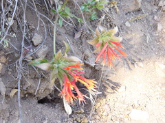 Monardella macrantha