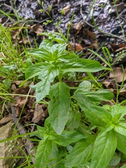 Epilobium roseum
