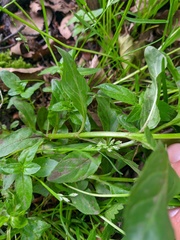 Epilobium roseum