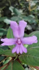Impatiens kinabaluensis