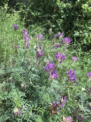 Astragalus onobrychis
