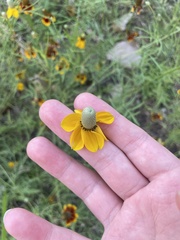 Ratibida columnifera