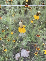 Ratibida columnifera