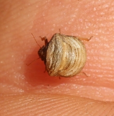 Vilpianus galii
