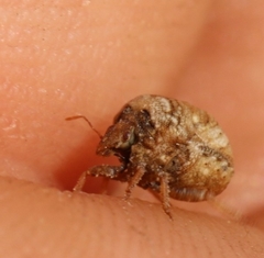Vilpianus galii
