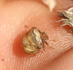 Vilpianus galii