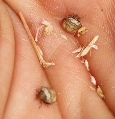 Vilpianus galii