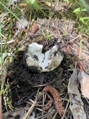 Handkea fumosa