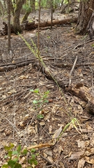 Chlorogalum grandiflorum