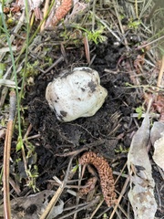 Handkea fumosa