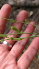 Chlorogalum grandiflorum