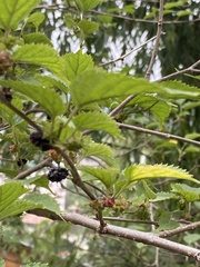Rubus