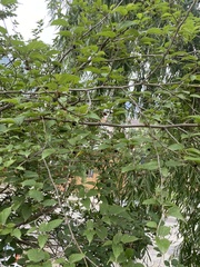 Rubus