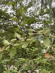 Rubus