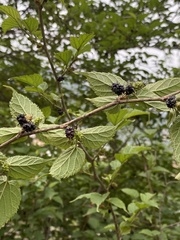 Rubus