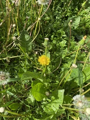 Taraxacum officinale