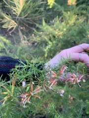Grevillea juniperina