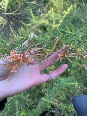 Grevillea juniperina