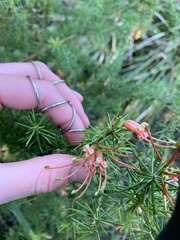 Grevillea juniperina