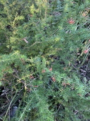 Grevillea juniperina