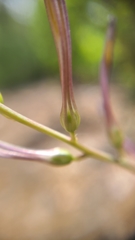 Chlorogalum grandiflorum