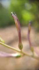 Chlorogalum grandiflorum