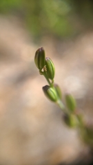 Chlorogalum grandiflorum