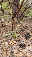Chlorogalum grandiflorum