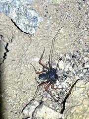 Paraphrynus carolynae