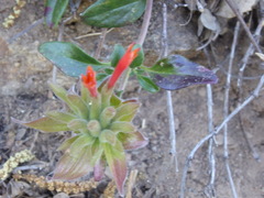 Monardella macrantha