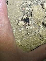 Paraphrynus carolynae