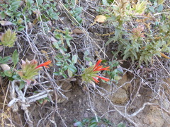 Monardella macrantha