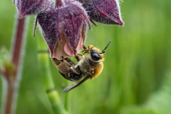 Eucera longicornis