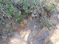 Monardella macrantha